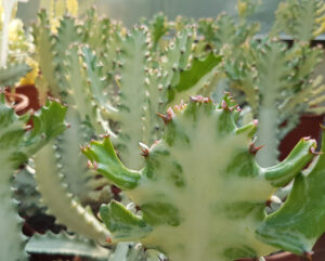 Euphorbia lactea 'White Ghost'