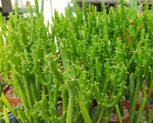 Euphorbia leucodendron
