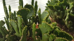 euphorbia leucodendron f. crestata