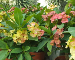 Euphorbia x lomi