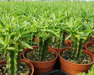 Euphorbia loricata