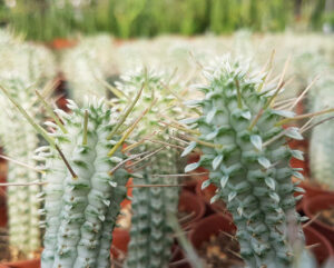 Euphorbia mammillaris variegata