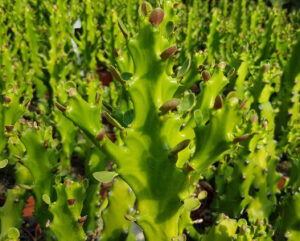 Euphorbia mayurnathanii