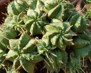 Euphorbia meloformis subs. valida