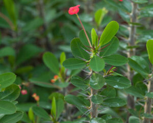 Euphorbia milii