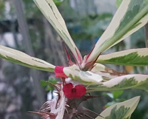 Euphorbia milii variegata
