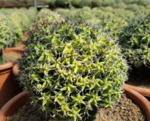 Euphorbia mitriformis