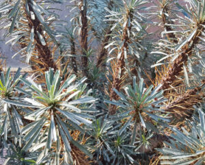 Euphorbia multiflora