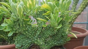 Euphorbia nerifolia crestata variegata