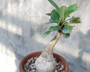 Euphorbia sp. nova subs. ramenae