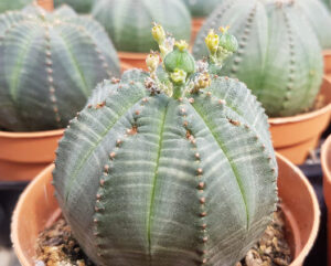 Euphorbia obesa