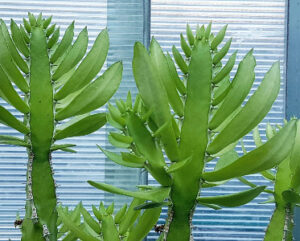 Euphorbia persistentifolia