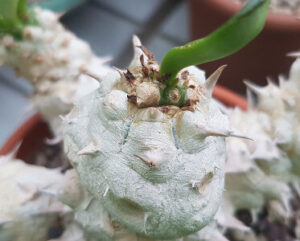 Euphorbia poissonii