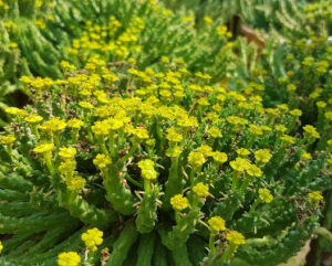Euphorbia pugniformis