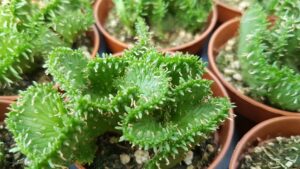 Euphorbia pugniformis f. crestata