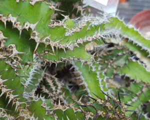 Euphorbia restricta