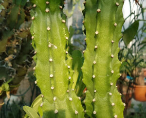 Euphorbia royleana