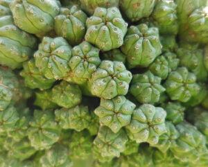 Euphorbia sepulta