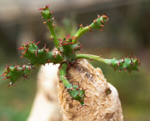 Euphorbia squarrosa