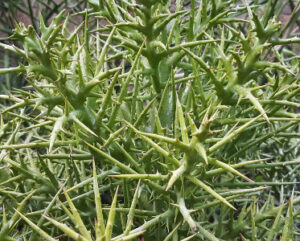 Euphorbia stenoclada