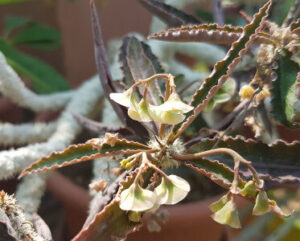 Euphorbia suzannae-marnierae