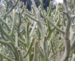 Euphorbia tirucalli