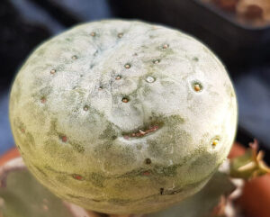 Euphorbia turbiniformis
