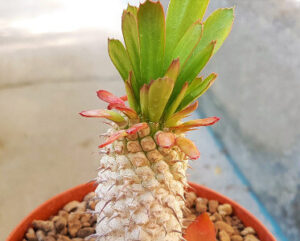 Euphorbia unispina