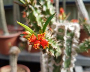Euphorbia viguieri