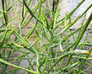 Euphorbia xylophylloides