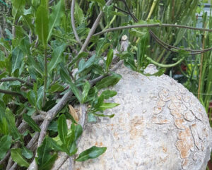 Fockea edulis