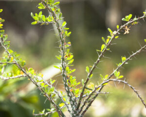 Fouquieria splendens