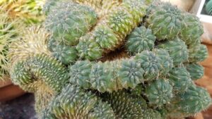 Gymnocalycium gibbosum crestato