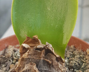 Haemanthus coccineus