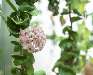 Hoya carnosa mostruosa