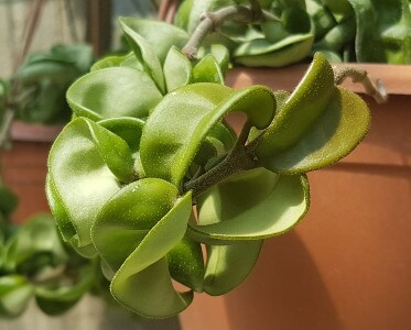 Hoya carnosa mostruosa