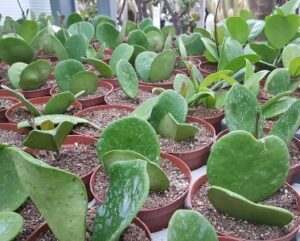 Hoya kerrii