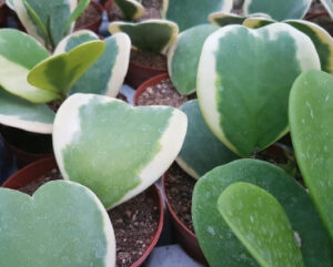 Hoya kerrii marginata