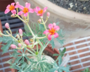 Jatropha cathartica (berlandieri)