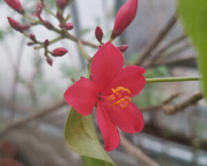 Jatropha integerrima