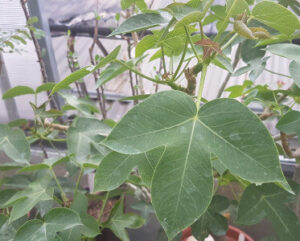 Jatropha macrantha