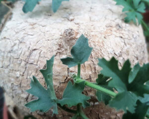 Kedrostis africana