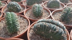 Lobivia ferox f. crestata