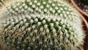 Mammillaria spinosissima f. crestata