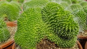 Mammillaria spinosissima f. crestata