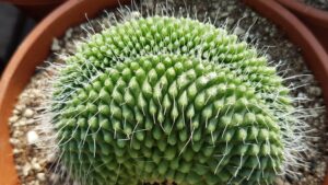 Mammillaria spinosissima cv. un pico crestata