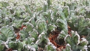 Monvillea spegazzini forma crestata