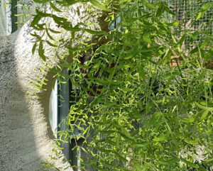 Moringa drouhardii