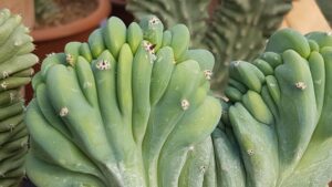 Myrtillocactus geometrizans forma crestata