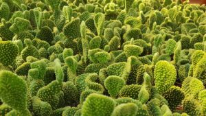 Opuntia microdasys var. Yellow f. crestata